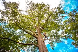Best Arborist Consultation Services  in Lawndale, CA