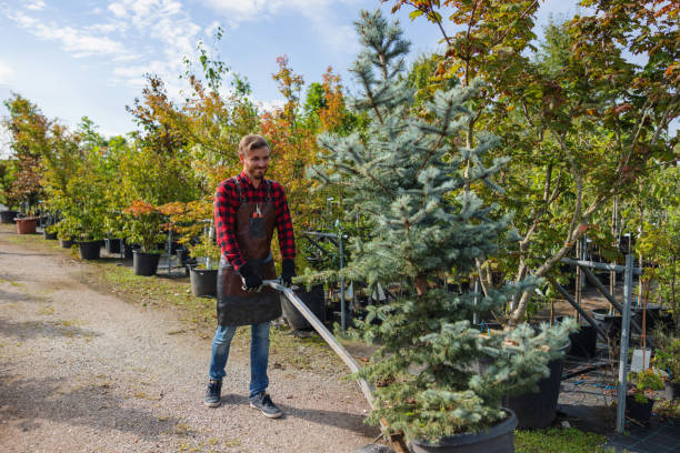 Best Weed Control  in Lawndale, CA