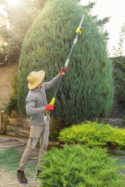 Best Tree Preservation Services  in Lawndale, CA