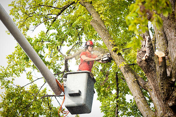 Trusted Lawndale, CA Tree Removal Experts