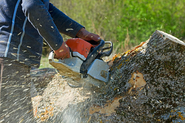 Best Tree Trimming and Pruning  in Lawndale, CA