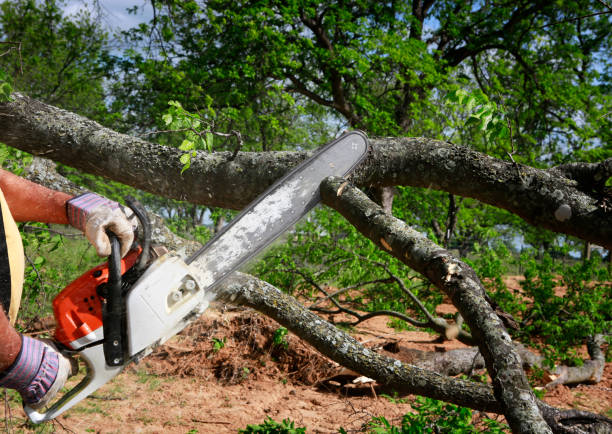 Best Utility Line Clearance  in Lawndale, CA
