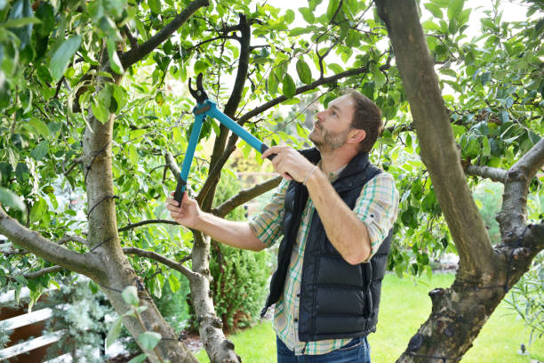 Best Tree Health Inspection  in Lawndale, CA